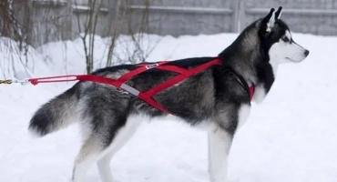 Как да поставим сбруя на куче правилно: инструкции